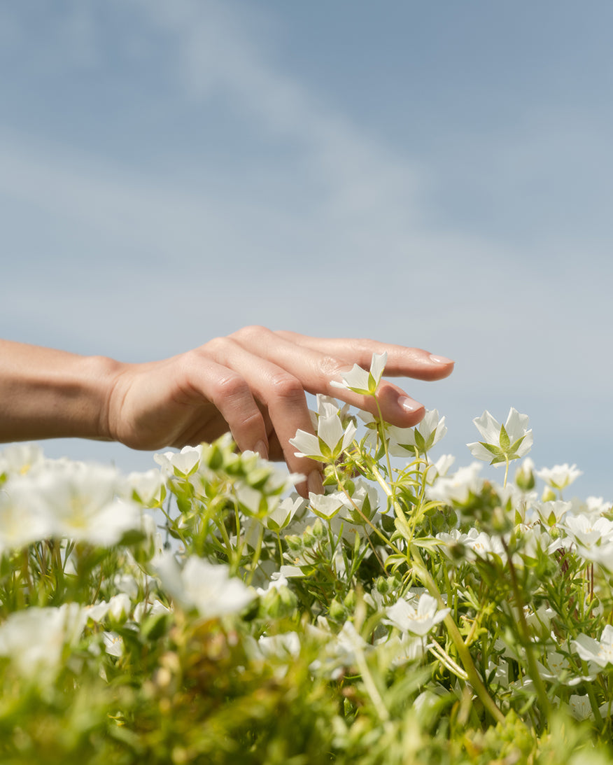 Hand reaching for white flowers in a field with blue sky background.