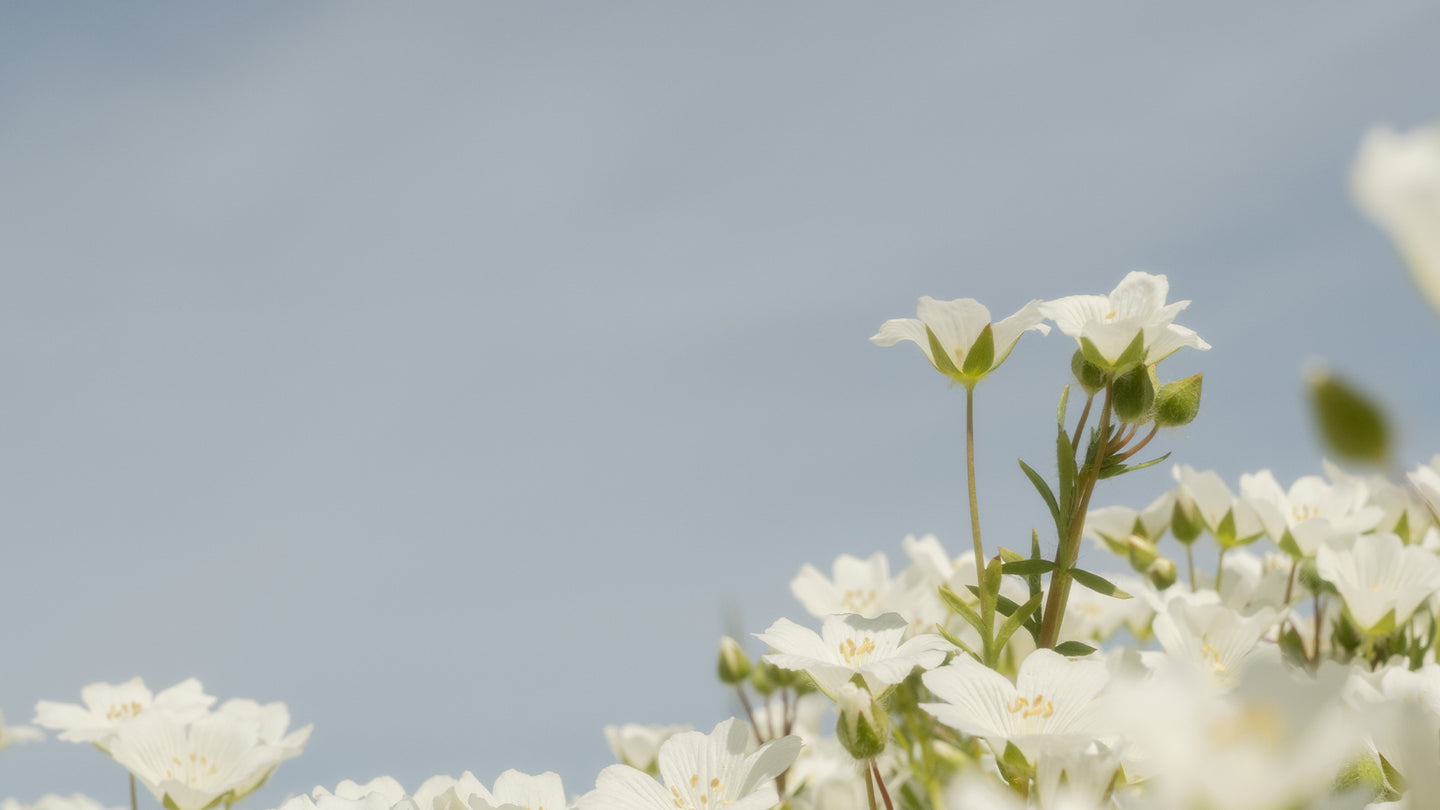 Close-up of white flowers with blue sky background.