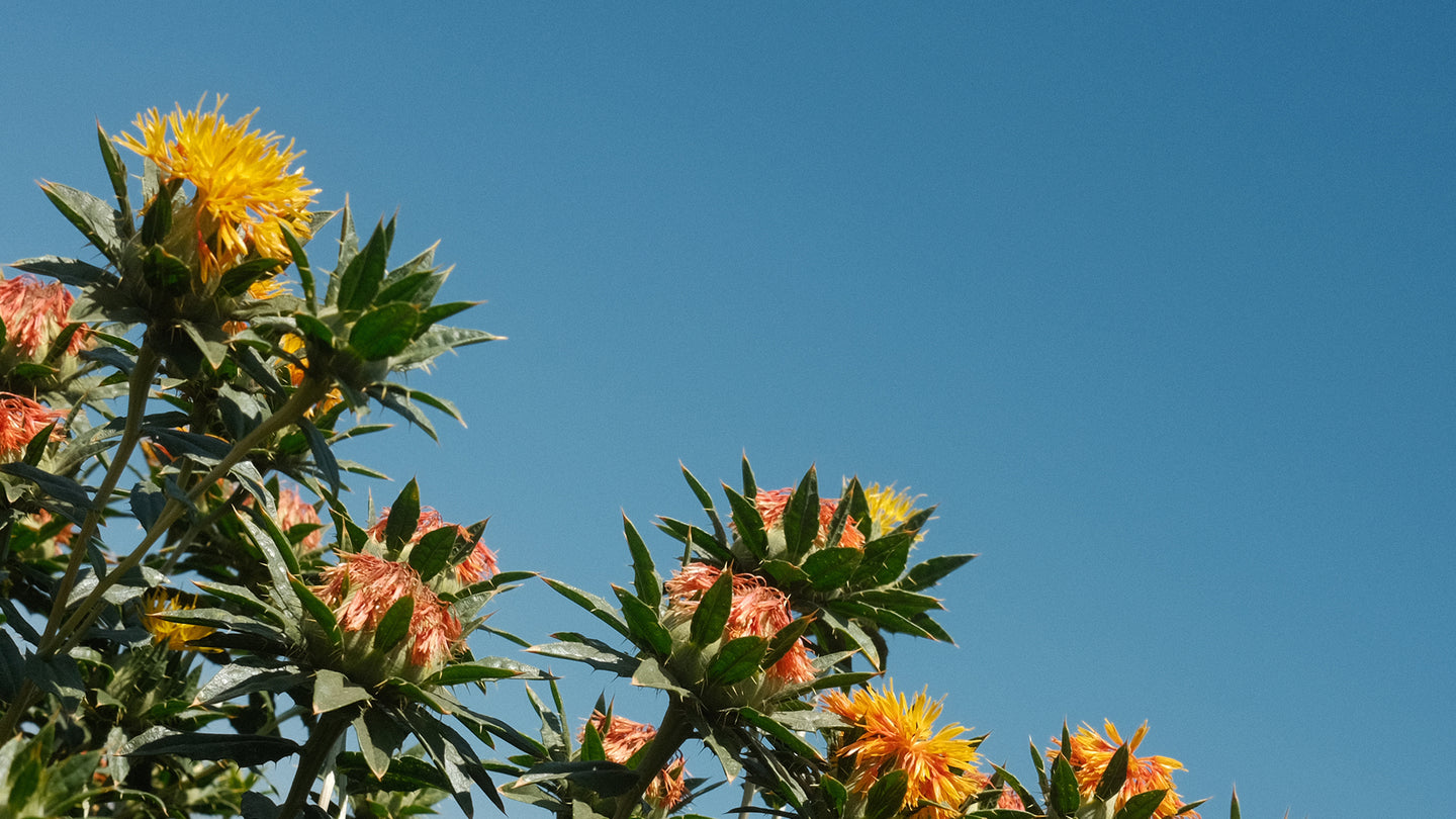 Safflowers in field with blue sky background.