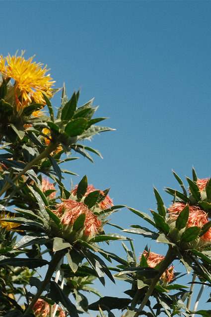Safflowers in field with blue sky background.