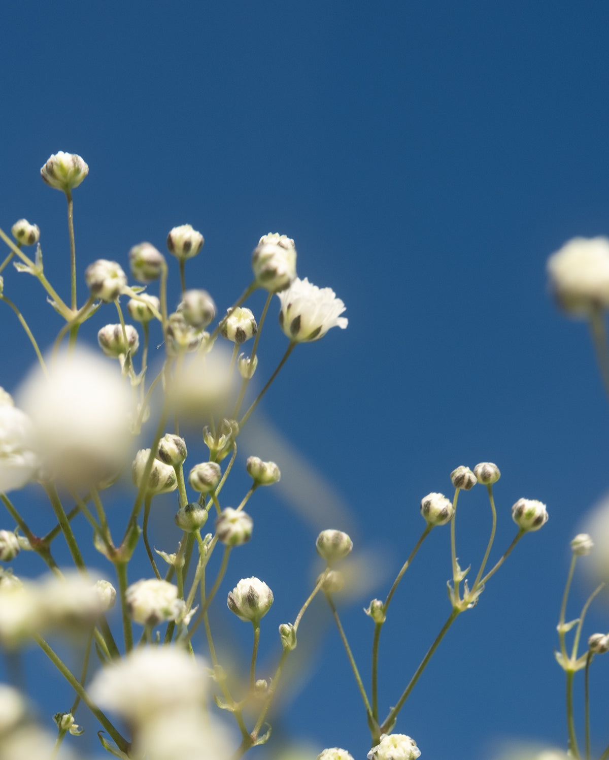 Close-up of small white flowers against a clear blue sky. Flowers in the foreground are out of focus
