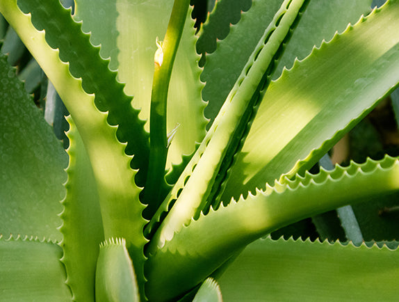 Agave plant in natural light