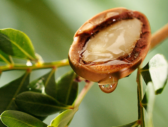 Argan oil dripping from plant with greenery in background
