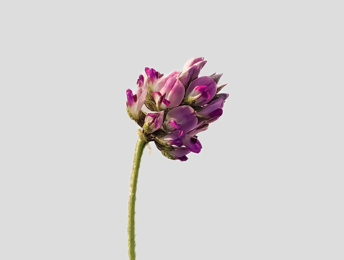 Macro image of a small magenta flower and a green stem with a white background