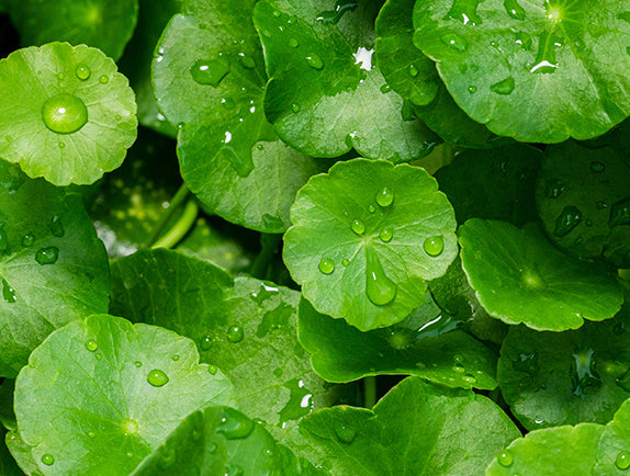 Green cica plant leaves with water droplets