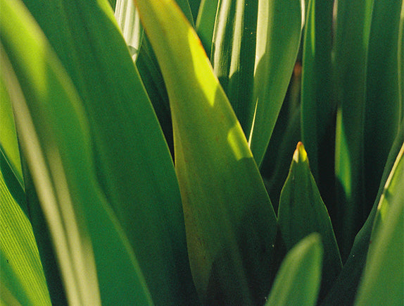 Close-up of green leaves with a blurred background