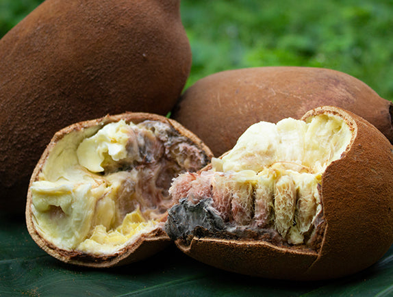 Cupuacu fruit split open with greenery in background
