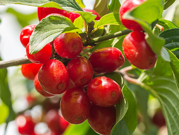 Goji berries on tree with red fruit and green leaves
