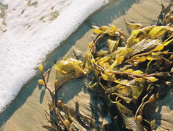 Small wave on beach washing up toward a pile of green kelp