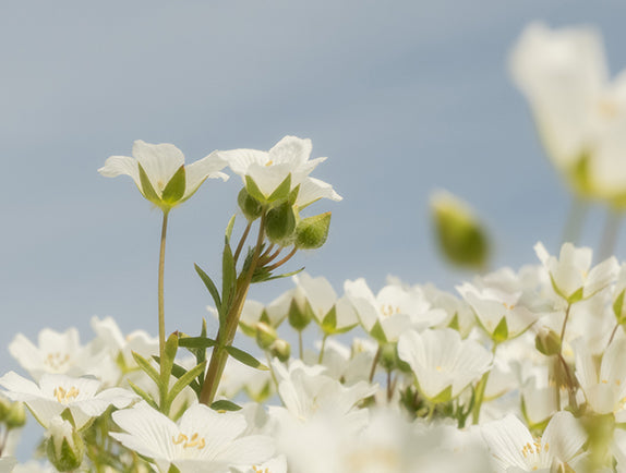 White meadowfoam flowers in field with blue sky background.