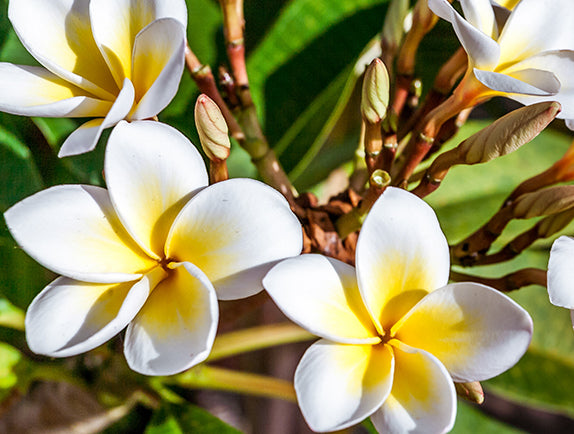 Monoi flowers on plant