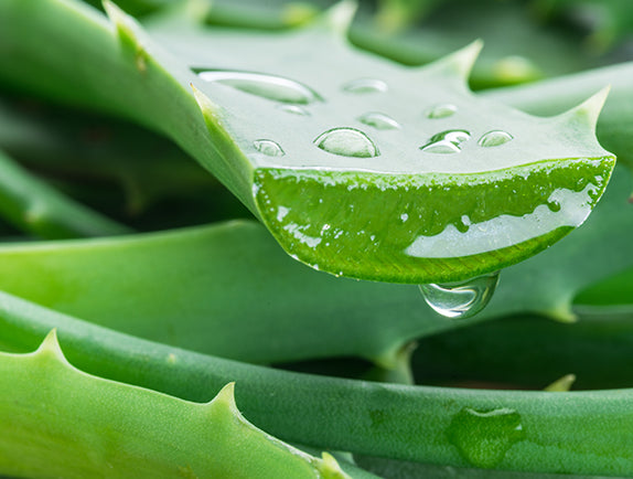 Close-up of aloe vera