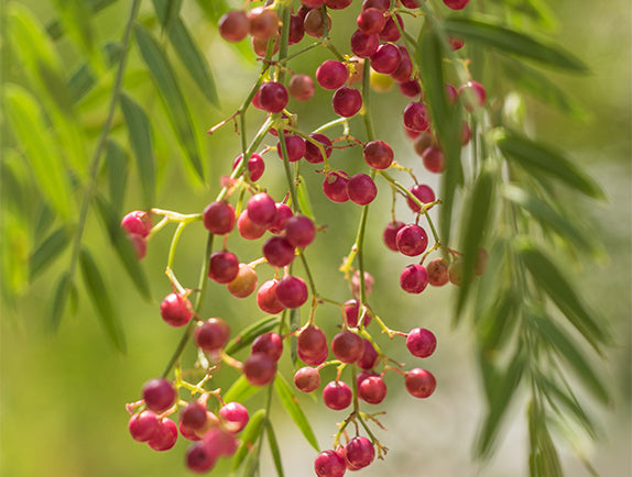 Red peppercorn hanging off tree with blurred background.