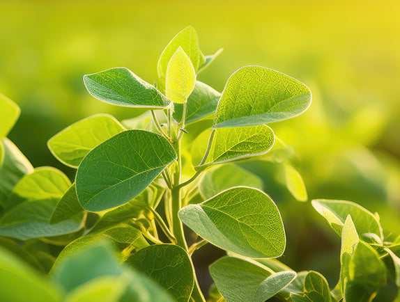 Green plant leaves with natural light