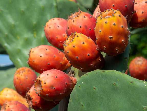Prickly Pear fruit on cactus