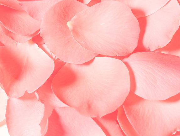 Pink rose petals