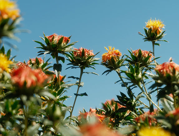 Safflowers in field with blue sky background.