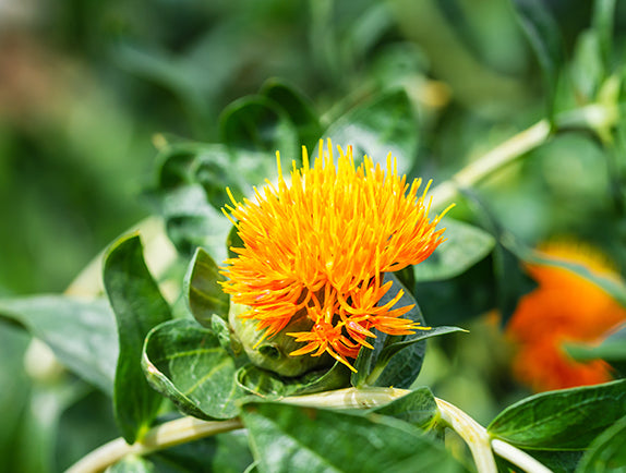 Close-up of safflower plant