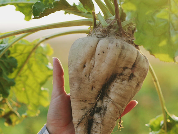 Person holding sugar beet with greenery in background