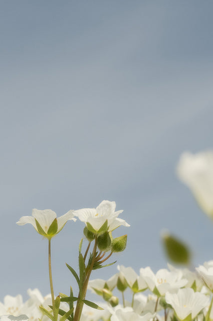 White flowers in field with blue sky background